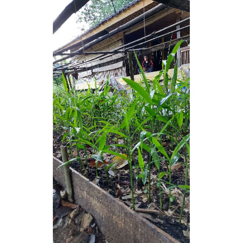

Bibit Jahe Merah Segar Organik Zahira 1 20cm ( Free On Polybag )