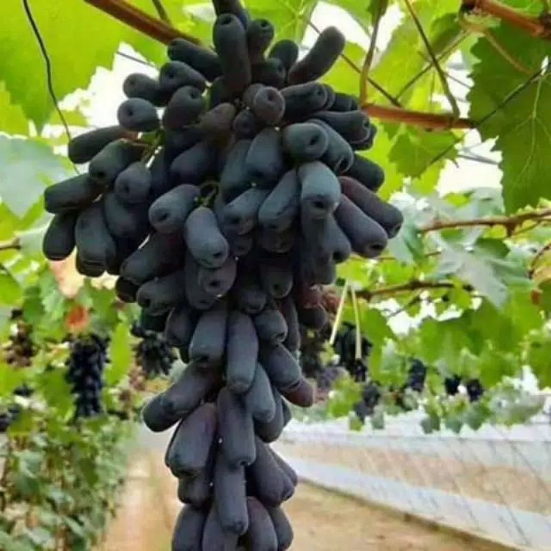 Bibit Buah Anggur Mondrop Anggur Moondrop Anggur Import