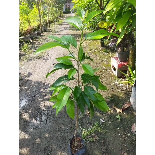 Bibit Tanaman Bunga Kantil