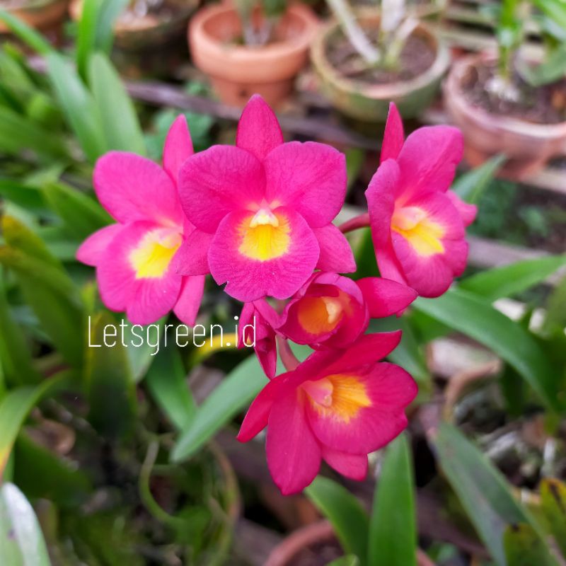 Anggrek Cattleya Why Not