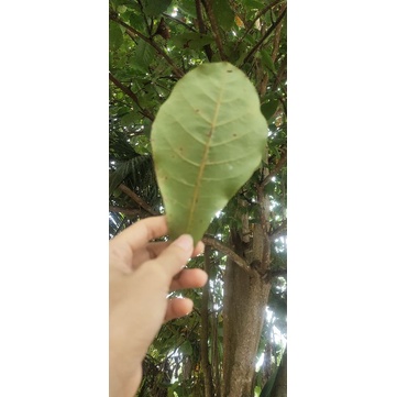 Jual Daun Ketapang Kering Dan Basah Shopee Indonesia