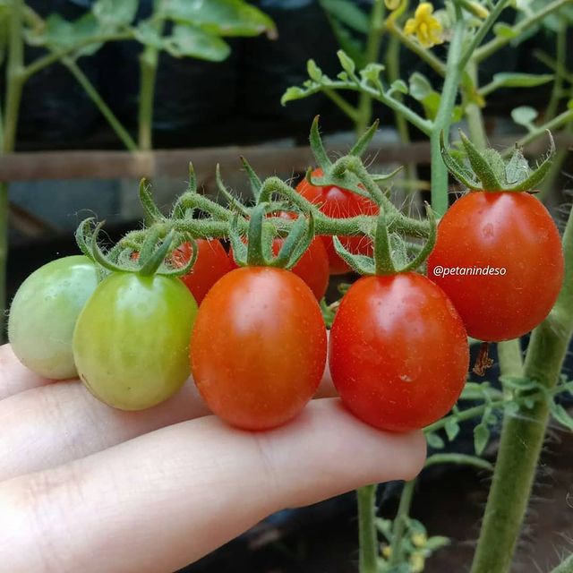 Benih Seribuan - 25 Benih Sayuran Tomat Cherry Merah Mini Chung Unggul