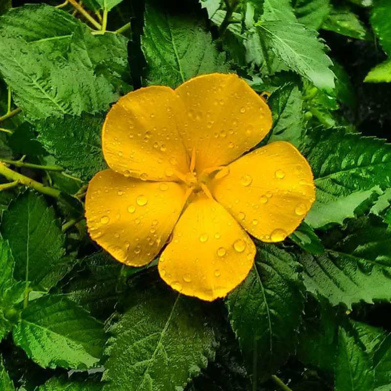 tanaman hias yolanda kuning