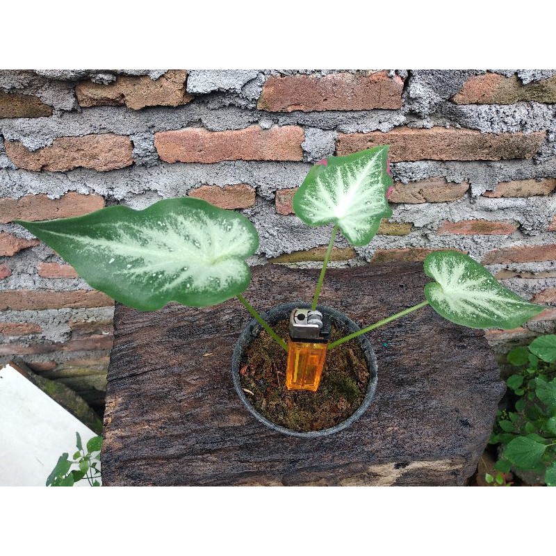 keladi Cat Tumpah/shycool