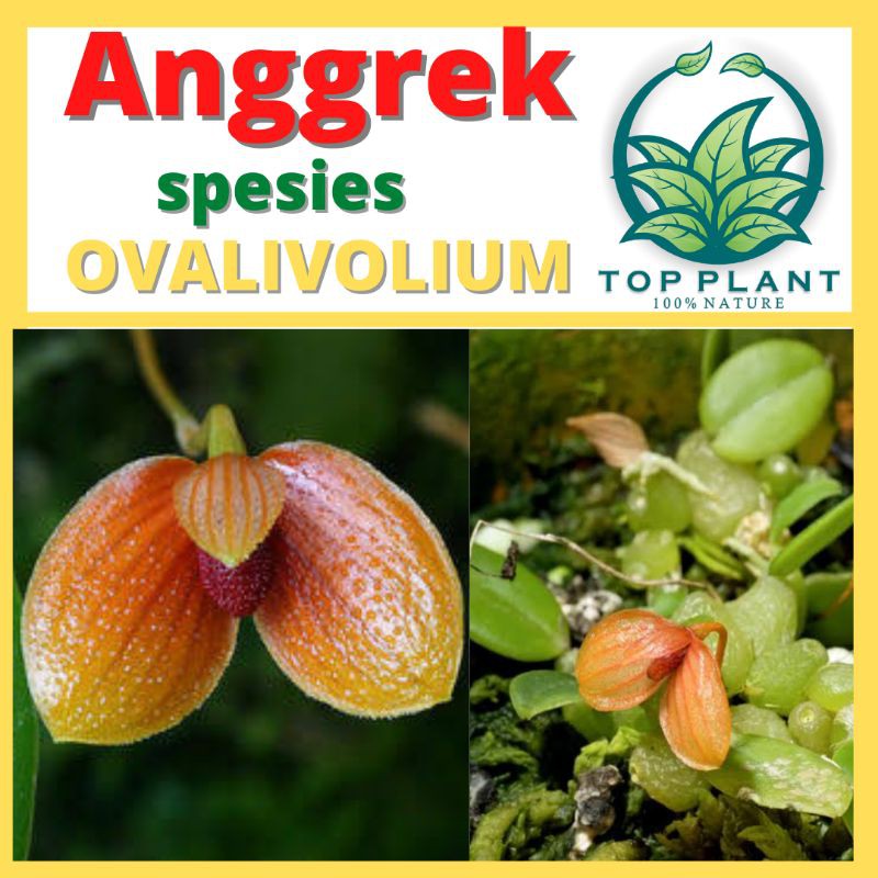 Anggrek Spesies Bulbophyllum Ovalifolium - Dewasa