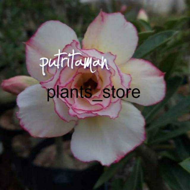 

Bibit Bunga Kamboja Adenium Cindik Ayu plants_store