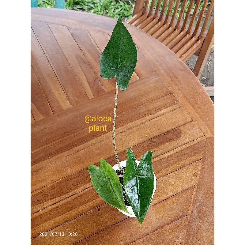 Alocasia Zebrina ori Filipina