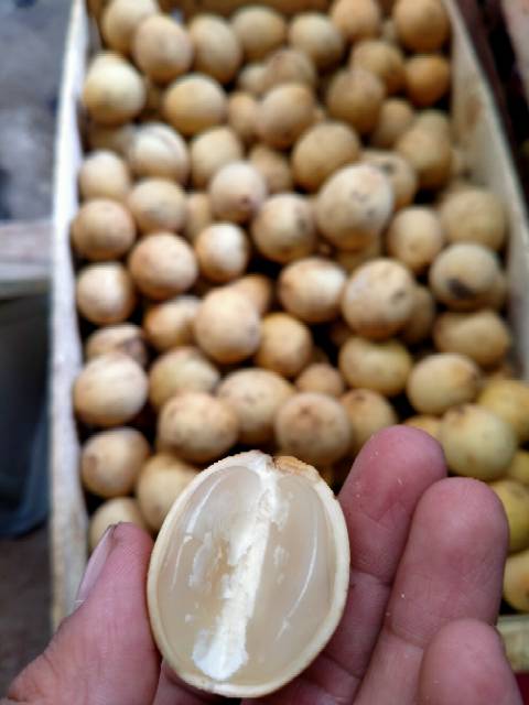 

Duku Palembang Manis Asli 1 kg Fresh