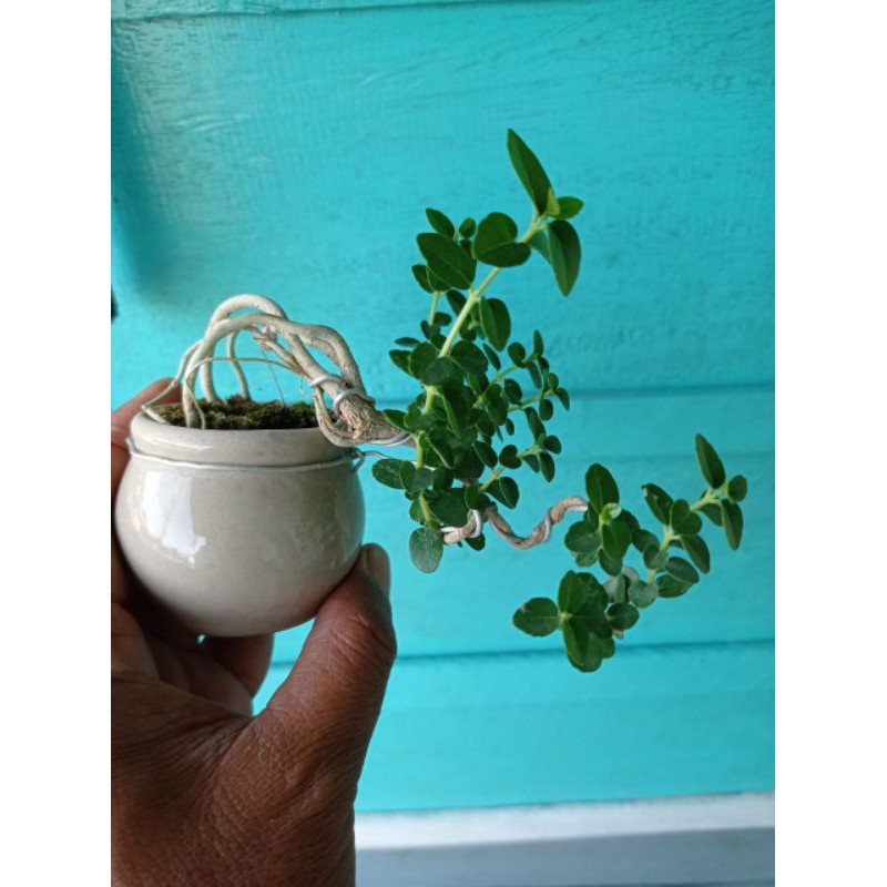 Bonsai Sancang Shito/Mame