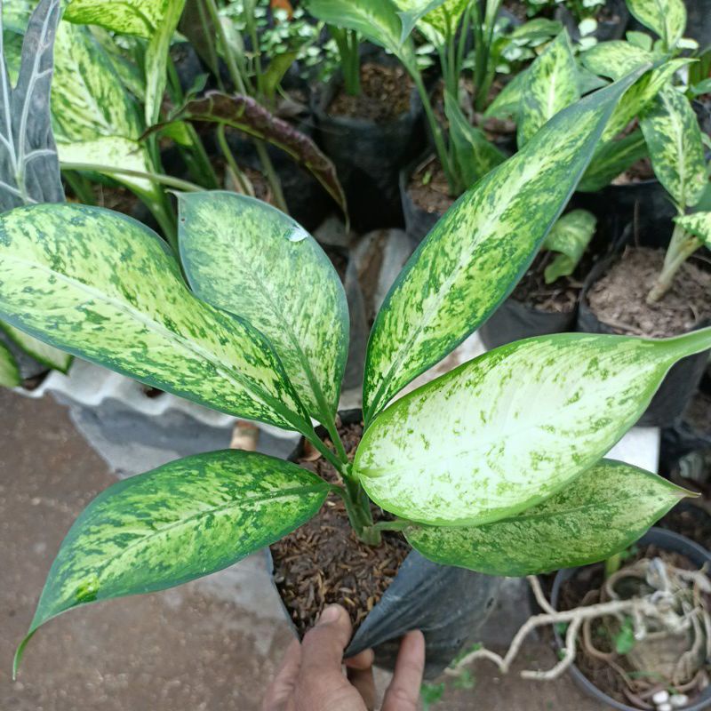 Aglonema Giant susu