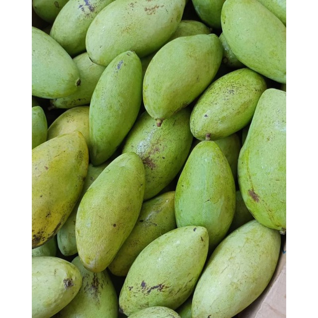 

Mangga Lokmai Ciangmay Thailand Mangga Ompyong 1 Kg