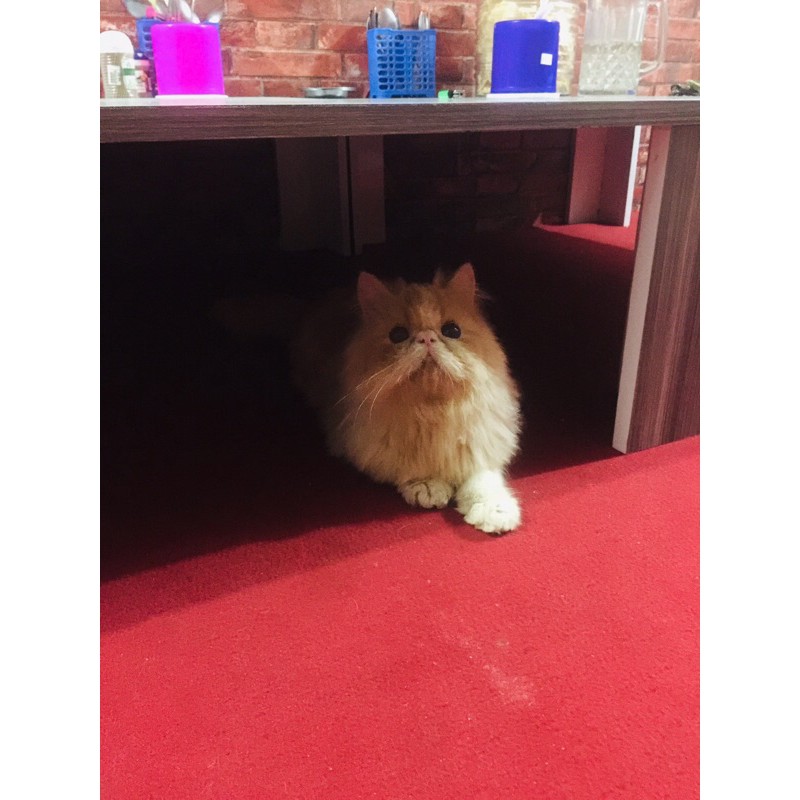 peaknose jantan line ped