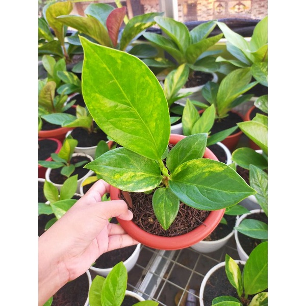 Anthurium jemani mangkok varigata
