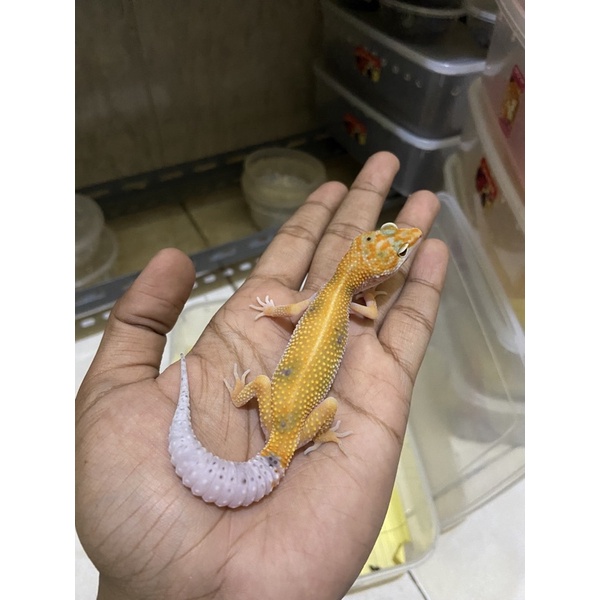 Leopard Gecko Tangerine Enigma Het Eclipse PH Tremper Cakep No. 854