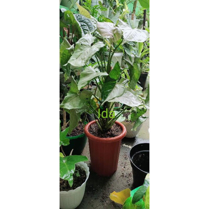 Syngonium green splash