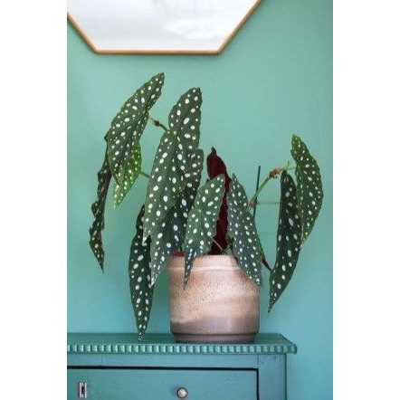 BIBIT TANAMAN HIAS BEGONIA POLKADOT PUTIH