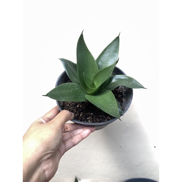 SANSIVERA BLACK DRAGON