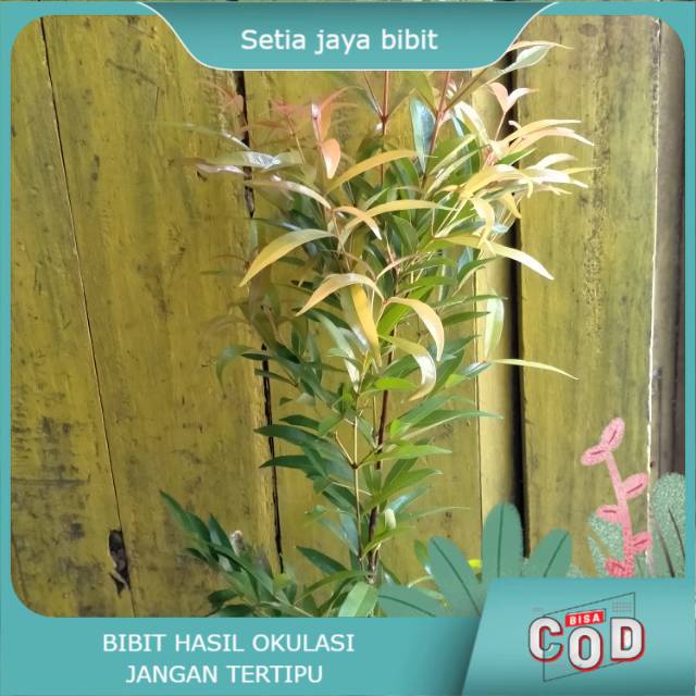 BUNGA PUCUK MERAH/PUCUK ARJUNA