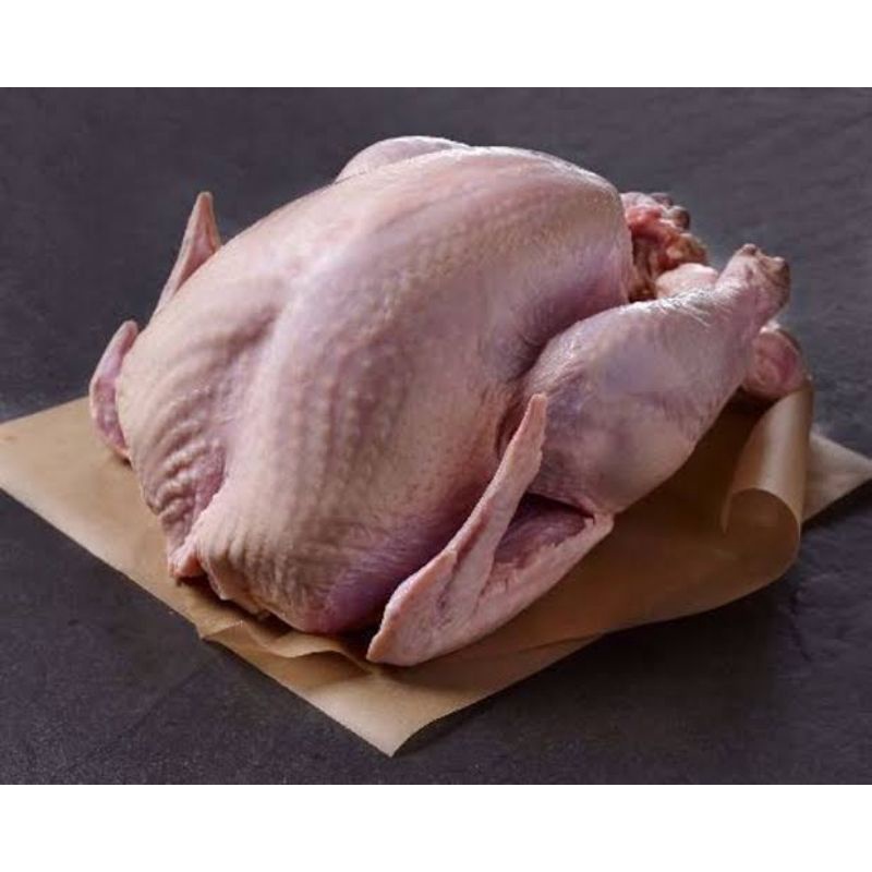Daging Ayam Kalkun Frozen