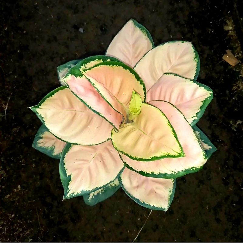 TANAMAN HIAS AGLONEMA MONALISA REMAJA / BUNGA AGLONEMA MONALISA TERMURAH