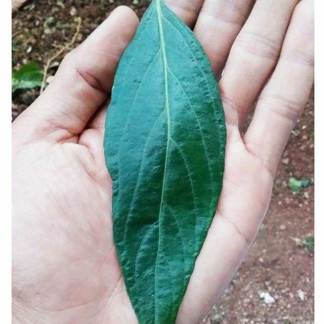 

Sambiloto Segar Super Gede Hemat Resep 1 Daun Bisa Untuk 1 Gelas