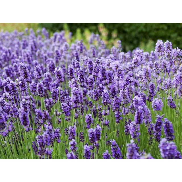 Benih Bibit Biji - Bunga English Lavender (Lavandula Angustifolia) Seeds - IMPORT