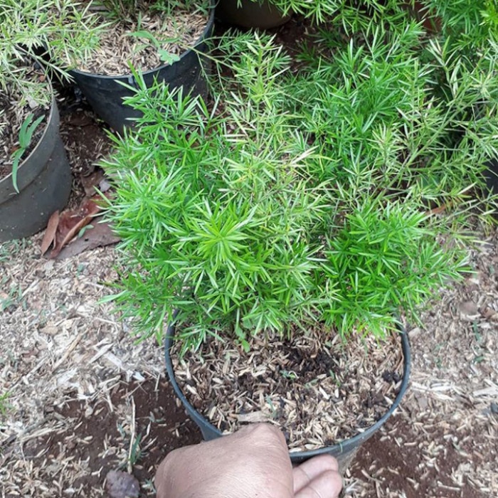 Tanaman Hias asparagus springeri - krisdoren - asparagus .