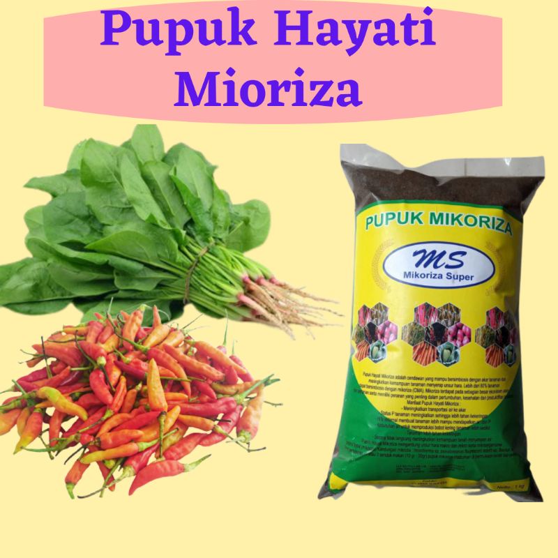 Pupuk Mikoriza Untuk Bayam, Pupuk Mikoriza Untuk Cabe