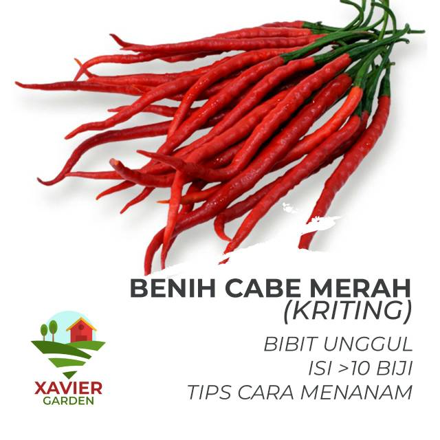 BENIH CABE MERAH KERITING UNGGUL