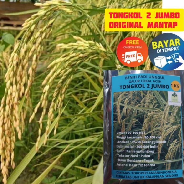 [KODE PRODUK WCCQ94557] COD tongkol2 jumbo benih padi Galur lokal Aceh berkualitas.