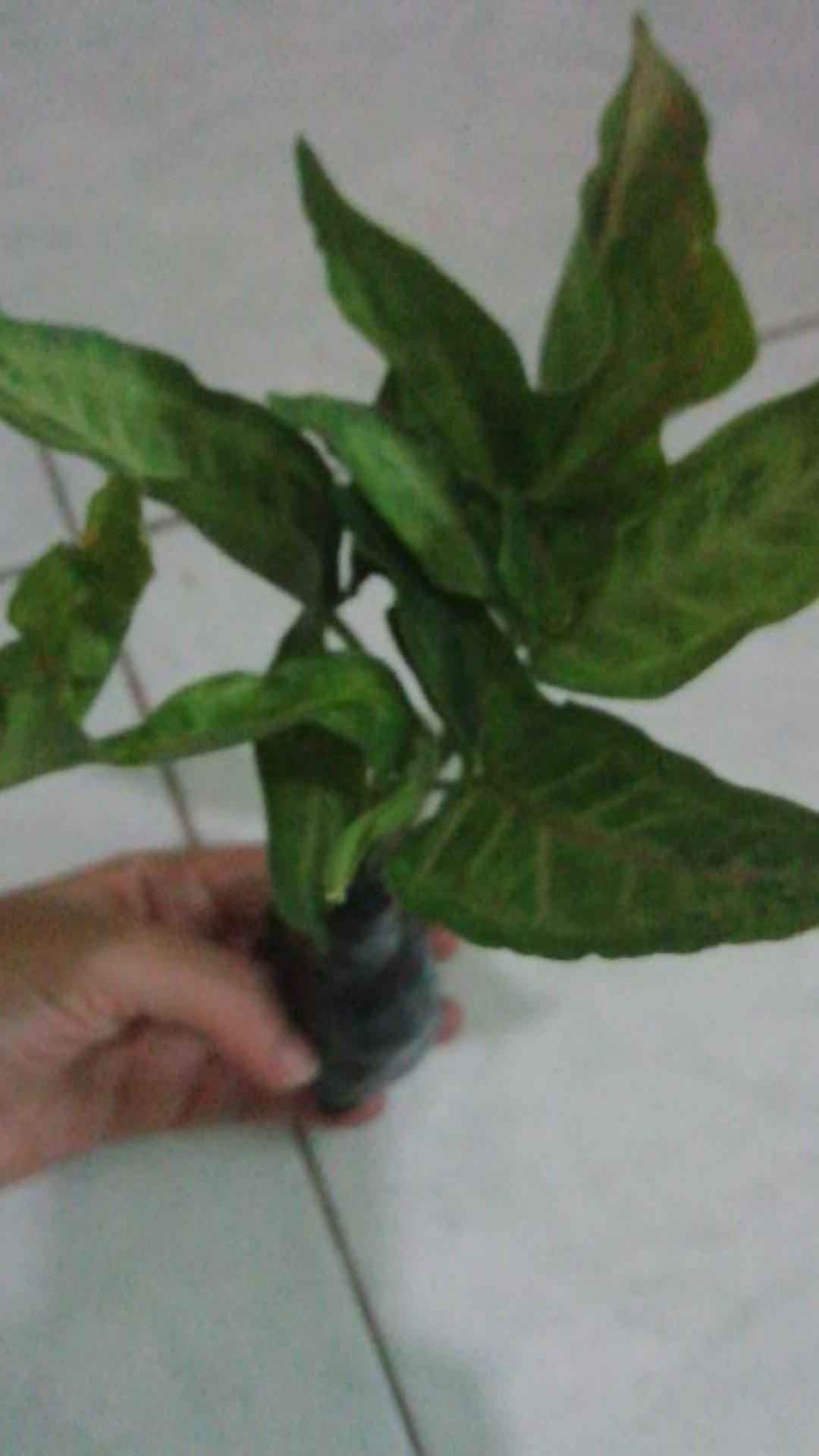 Promo Terbaru !! Tanaman Hias Sygonium Pink