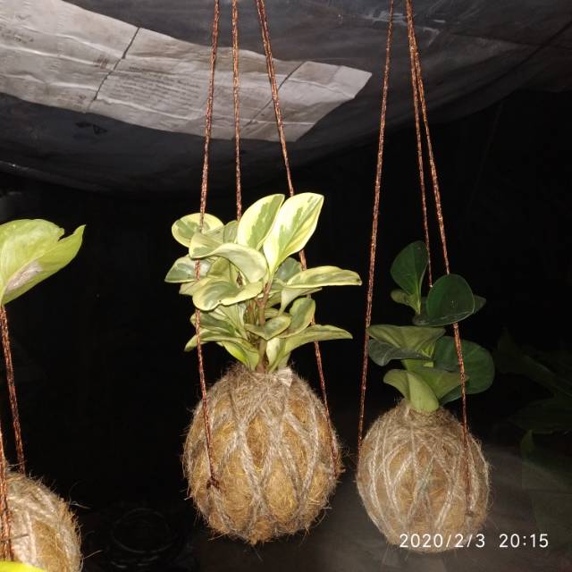 Kokedama Jadeplant/Kokedama Sirih Gading/Kokedama Tanaman Hias Gantung