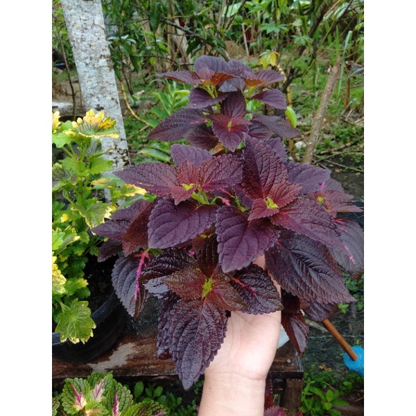 miana/coleus