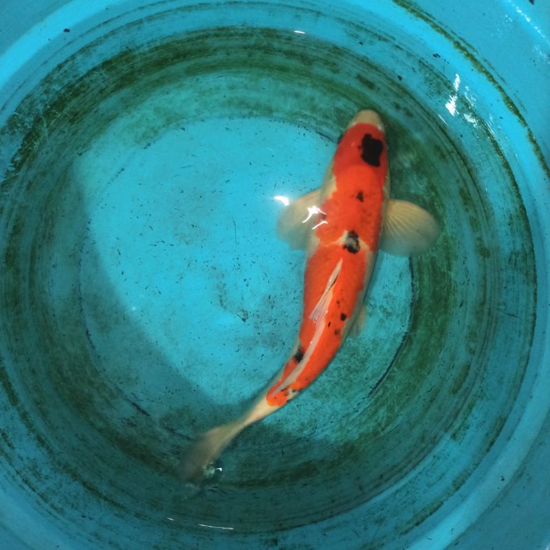 Ikan Koi 40cm Jumbo Indukan Bisa Pilih