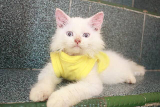 Kaos Simple polos Warna kuning lucu untuk kucing dan anjing size S M L XL (pilih size)