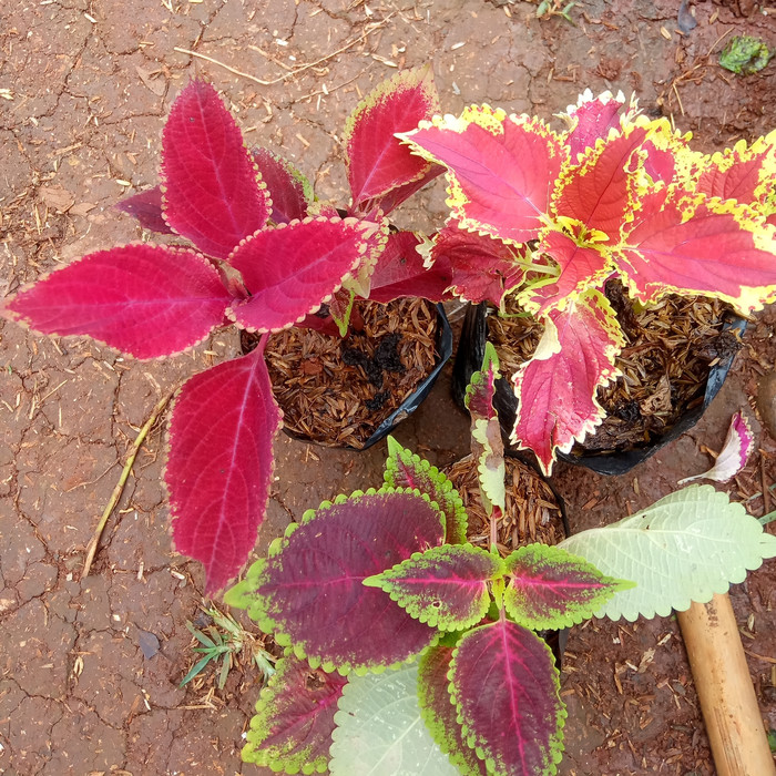 paket tanaman miana - tiga jenis miana