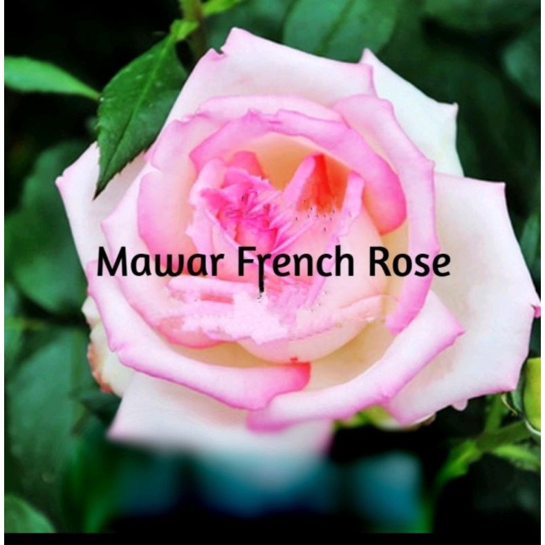 benih BUNGA MAWAR FRENCH ROSE isi 2 biji