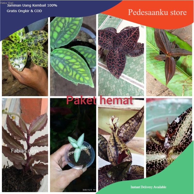 promo paket hemat kece 8 jenis jewel orchid