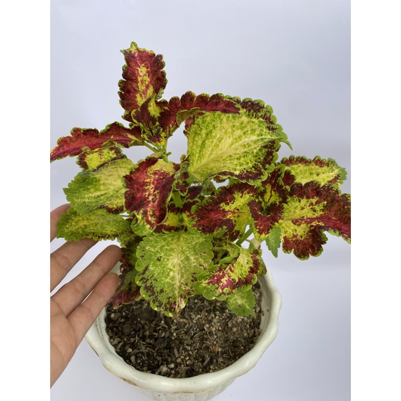 Bunga Miana premium id Arjuna