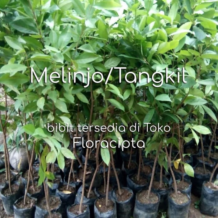 Pohon Melinjo Bibit Melinjo Bibit Pohon Melinjo Pohon Tangkil Bibit Pohon Tangkil