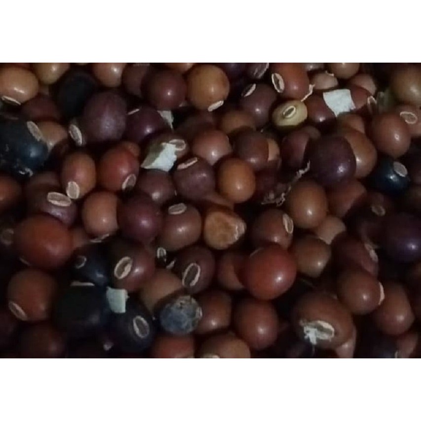 

Biji Botor - Kacang Kecipir