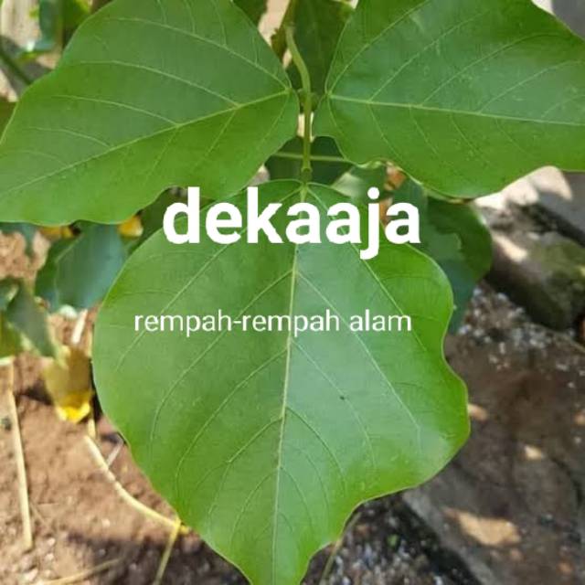 

Daun dadap serep segar 100gr