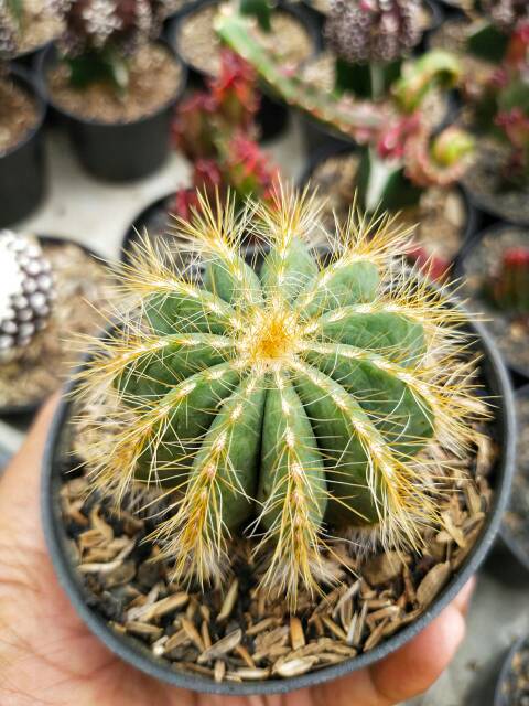 Tanaman hias kaktus dan sekulen notocactus magnificus