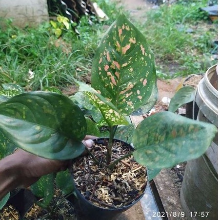 aglonema aglaonema Chinese Evergreen sri rezeky ruby ciangmay