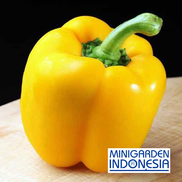 3 Benih Paprika Kuning F1 HIBRIDA bibit tanaman sayur sayuran cabe cabai