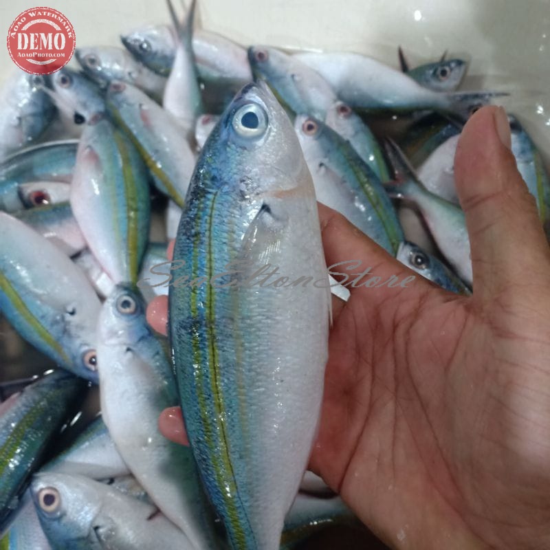 

IKAN SULIR SUNGLIR Ikan Laut Segar