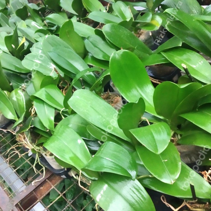 PROMO TERBATAS- anggrek bulan dewasa