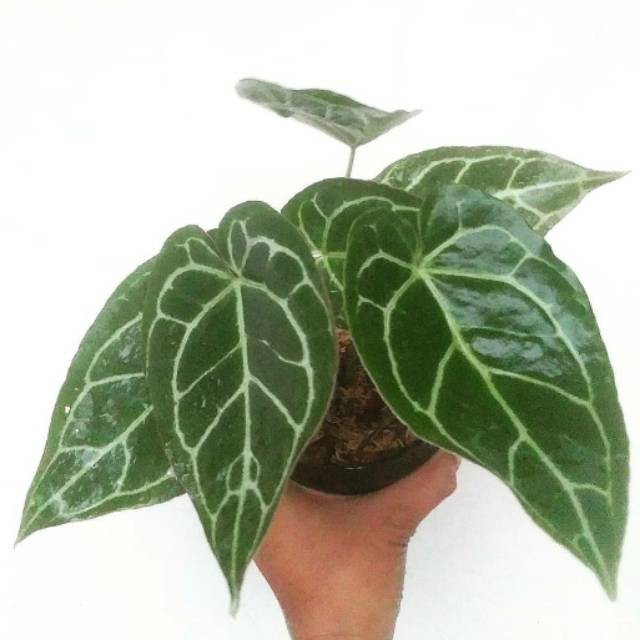 Tanaman hias kuping gajah mini Rp15 000 Tanaman hias kuping gajah mini Rp15 000
