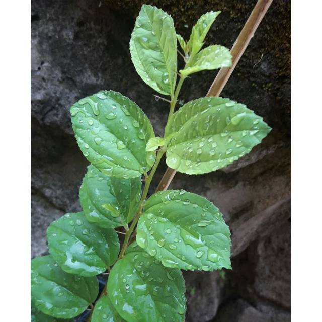 Bibit bidara arab sidr / bibit pohon bidara arab / bibit bidara arab / bibit tanaman bidara arab