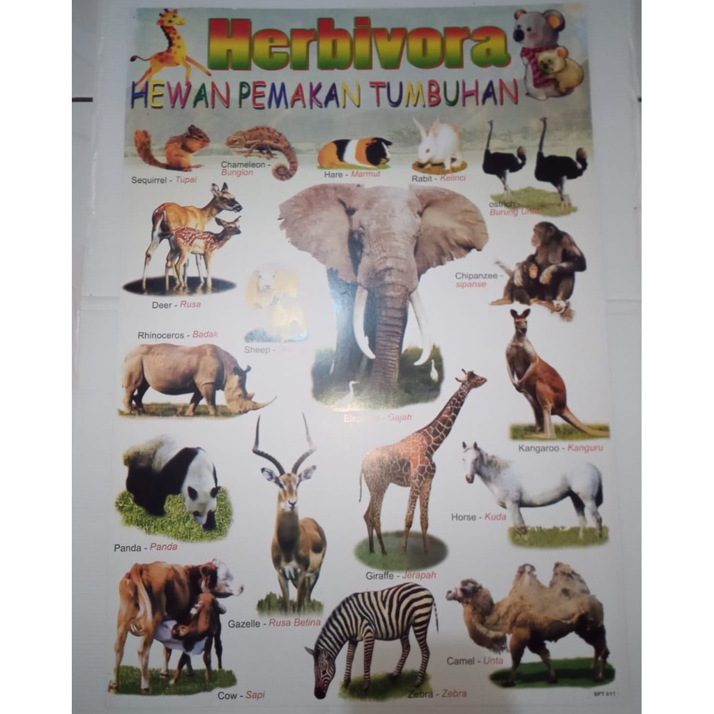 Poster Tema Hewan - Hewan Pemakan Tumbuhan